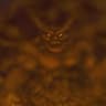 Totengeist's avatar